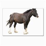 Clydesdale Postcards 5  x 7  (Pkg of 10)