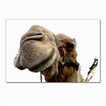 Camel head Postcard 4  x 6 