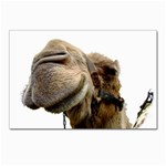 Camel head Postcard 5  x 7 