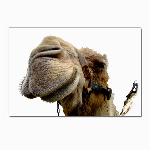 Camel head Postcards 5  x 7  (Pkg of 10) from ArtsNow.com Front