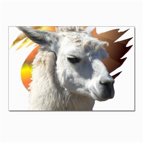 Llama head Postcard 4 x 6  (Pkg of 10) from ArtsNow.com Front