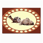 Sitting camels Postcard 4  x 6 