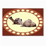 Sitting camels Postcards 5  x 7  (Pkg of 10)