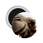Camel head 2.25  Magnet