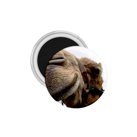 Camel head 1.75  Magnet from ArtsNow.com Front