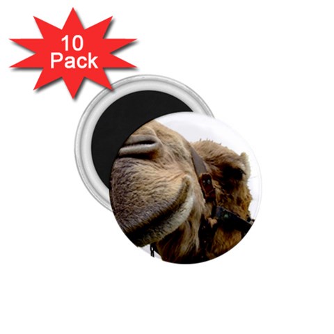 Camel head 1.75  Magnet (10 pack)  from ArtsNow.com Front