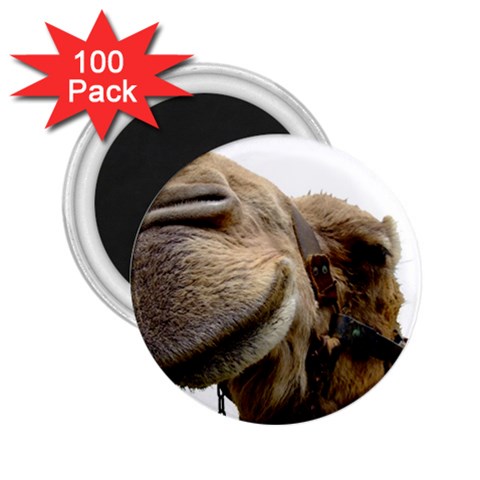 Camel head 2.25  Magnet (100 pack)  from ArtsNow.com Front