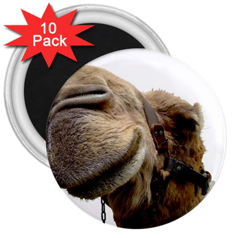 Camel head 3  Magnet (10 pack) from ArtsNow.com Front