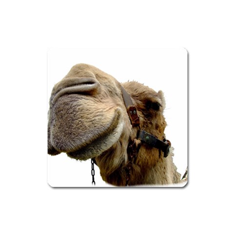 Camel head Magnet (Square) from ArtsNow.com Front