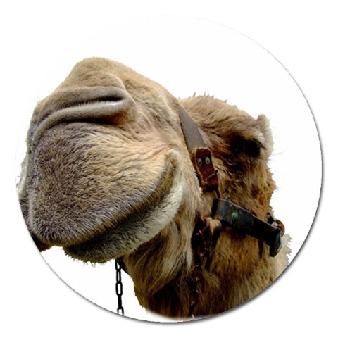 Camel head Magnet 5  (Round) from ArtsNow.com Front