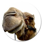 Camel head Magnet 5  (Round)
