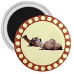 Sitting camels 3  Magnet