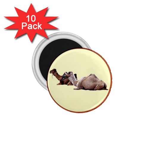 Sitting camels 1.75  Magnet (10 pack)  from ArtsNow.com Front