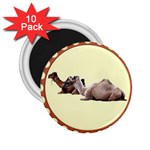 Sitting camels 2.25  Magnet (10 pack)