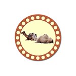 Sitting camels Magnet 3  (Round)