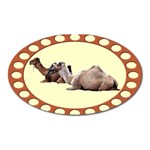 Sitting camels Magnet (Oval)