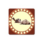 Sitting camels Magnet (Square)