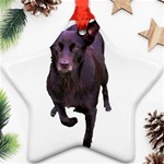 Kelpie 1 Ornament (Star)