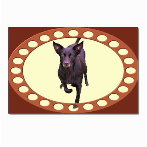 Kelpie 1 Postcard 4 x 6  (Pkg of 10) from ArtsNow.com Front