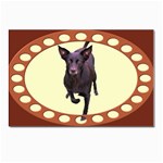 Kelpie 1 Postcard 4 x 6  (Pkg of 10)