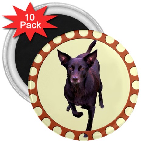 Kelpie 1 3  Magnet (10 pack) from ArtsNow.com Front