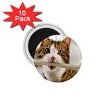 17 1.75  Magnet (10 pack) 