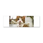 17 Sticker Bumper (100 pack)