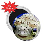 5 2.25  Magnet (10 pack)