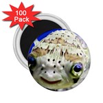 5 2.25  Magnet (100 pack) 