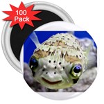 5 3  Magnet (100 pack)
