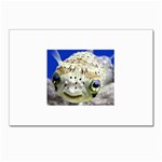 5 Postcard 4 x 6  (Pkg of 10)