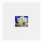 5 Glasses Cloth (Medium)