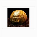 20 Postcards 5  x 7  (Pkg of 10)