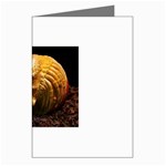 20 Greeting Cards (Pkg of 8)
