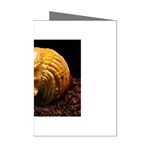 20 Mini Greeting Cards (Pkg of 8)