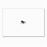 spider1410 Postcard 5  x 7 