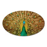 Peacock Feather Bird Peafowl Oval Magnet