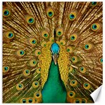 Peacock Feather Bird Peafowl Canvas 12  x 12 