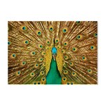 Peacock Feather Bird Peafowl Crystal Sticker (A4)