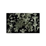 Weave Haeckel Lichenes Photobionten Sticker Rectangular (10 pack)