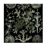 Weave Haeckel Lichenes Photobionten Face Towel