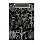Weave Haeckel Lichenes Photobionten A5 Acrylic Clipboard