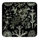 Weave Haeckel Lichenes Photobionten Square Glass Fridge Magnet (4 pack)