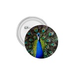 Peacock Bird Feathers Pheasant Nature Animal Texture Pattern 1.75  Buttons