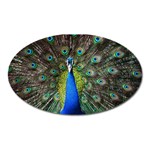 Peacock Bird Feathers Pheasant Nature Animal Texture Pattern Oval Magnet