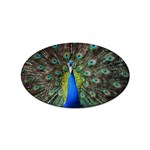 Peacock Bird Feathers Pheasant Nature Animal Texture Pattern Sticker Oval (100 pack)