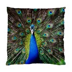 Peacock Bird Feathers Pheasant Nature Animal Texture Pattern Standard Cushion Case (One Side)