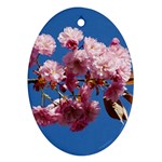 Japanese flowering cherry Ornament (Oval)