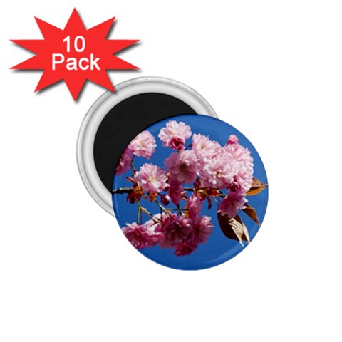 Japanese flowering cherry 1.75  Magnet (10 pack)  from ArtsNow.com Front