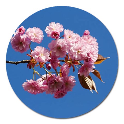 Japanese flowering cherry Magnet 5  (Round) from ArtsNow.com Front